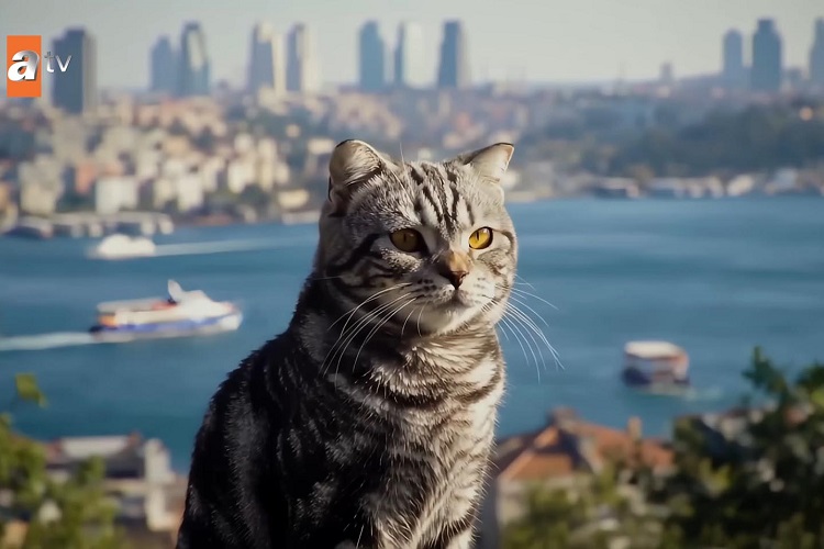 Aile Saadeti, yapay zekalı sahneleriyle dikkat çekti Aile Saadeti, yapay zekalı sahneleriyle dikkat çekti